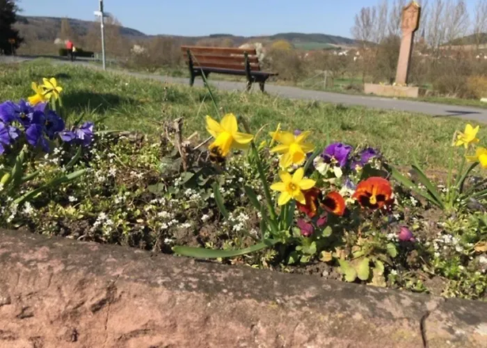 Tauber Sonnen 陶博比斯霍夫斯海姆